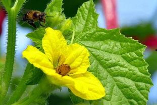 吃冰糖蜜瓜视频 第1张 吃冰糖蜜瓜视频 第1张